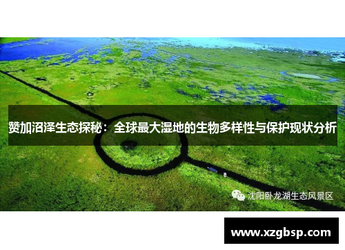 赞加沼泽生态探秘：全球最大湿地的生物多样性与保护现状分析