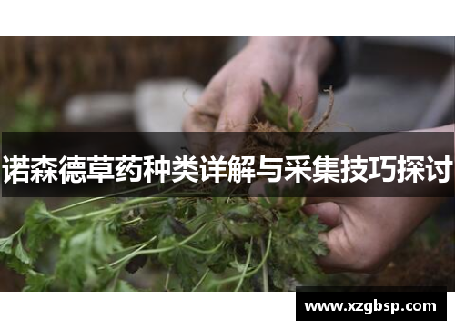 诺森德草药种类详解与采集技巧探讨
